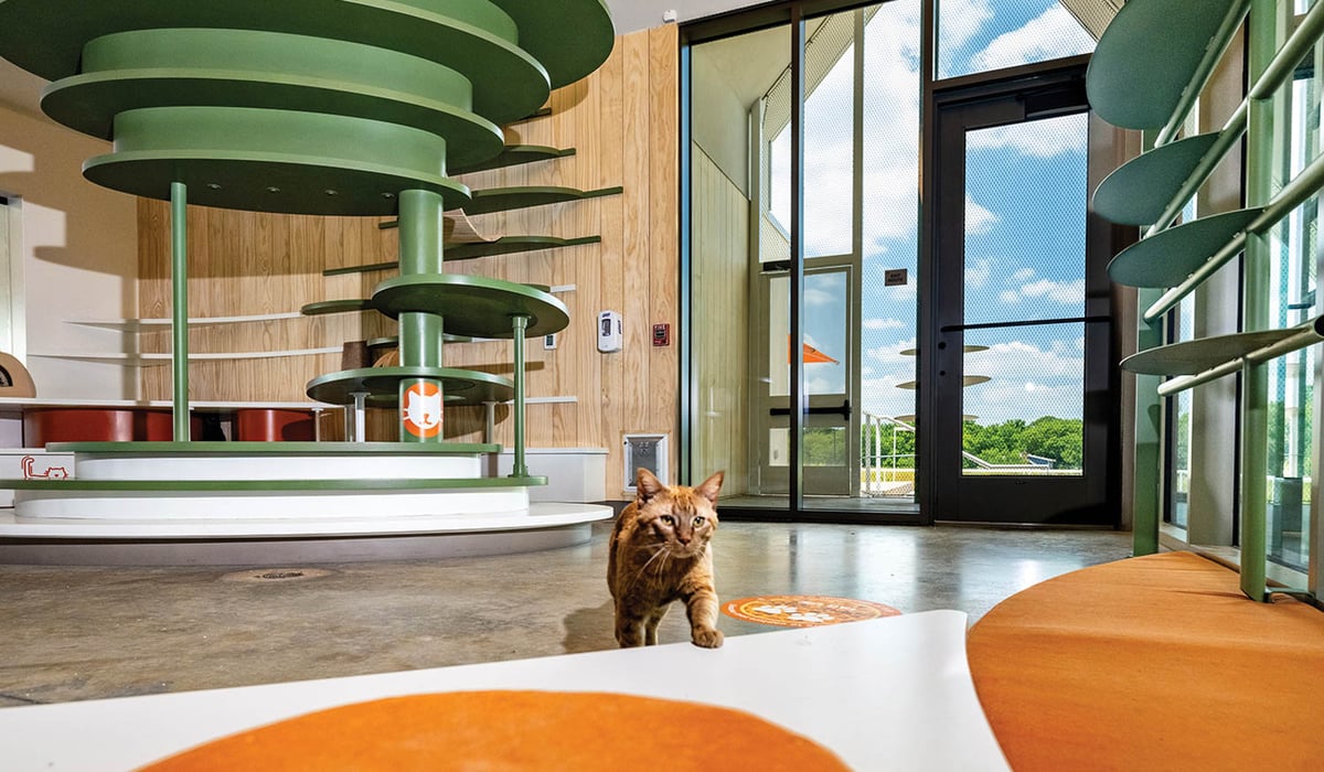 cat in shelter
