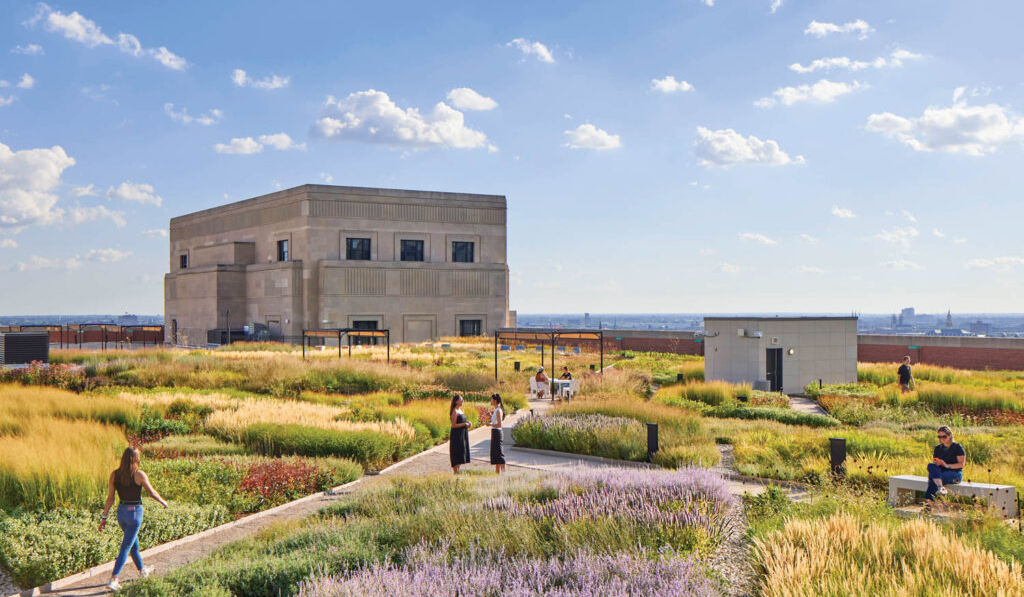 green grass on rooftop