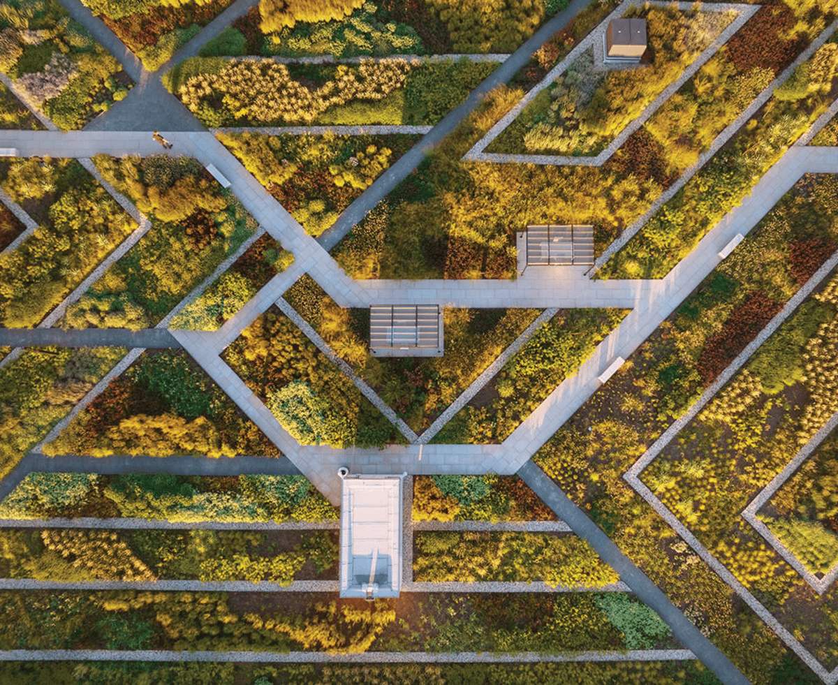 overhead view of a rooftop meadow with golden flowers