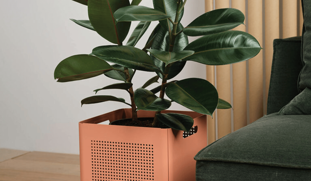 a peach planter with a green leafy plant
